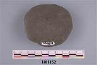 藏品(鏡文蛤)的圖片